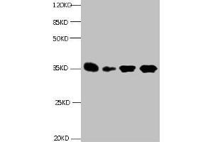 All lanes: Mouse anti- Human Insulin-like growth factor-binding protein 1 monoclonal antibody at 1 μg/mL Lane 1:Pyrolysis liquid human placental tissue 7. (IGFBPI Antikörper)