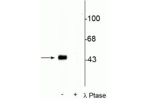 Western blot of rat hippocampal lysate stimulated with forskolin showing specific immunolabeling of the ~45 kDa CREB phosphorylated at Ser133 in the first lane (-). (CREB1 Antikörper  (pSer133))
