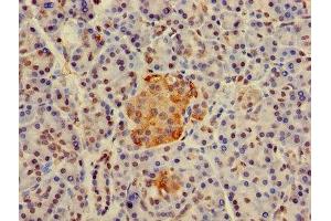 Immunohistochemistry of paraffin-embedded human pancreatic tissue using ABIN7155377 at dilution of 1:100 (H2AFJ Antikörper  (AA 2-129))