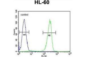 Flow cytometric analysis of HL-60 cells using KIAA1586 Antibody (N-term) Cat. (KIAA1586 Antikörper  (N-Term))