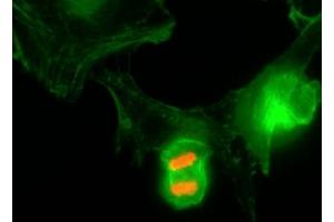 ICC/IF of HeLa cells using recombinant phospho-Histone H3 antibody (red).