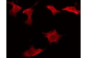 ABIN6274594 staining Hela by IF/ICC. (CD160 Antikörper  (Internal Region))