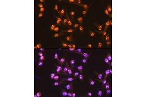 Immunofluorescence analysis of HeLa cells using Cdc25C Rabbit mAb (ABIN7266251) at dilution of 1:100 (40x lens). (CDC25C Antikörper)
