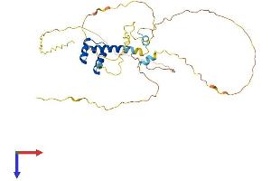 DBX1 Protein (AA 1-343) (His tag)