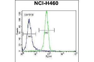 Flow cytometric analysis of NCI-H460 cells (right histogram) compared to a negative control cell (left histogram). (NGFB Antikörper  (AA 84-115))