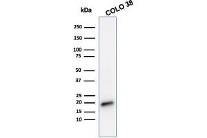 Western Blot Analysis of COLO 38 cell lysate using Melan-A Mouse Monoclonal Antibody (MLANA/788). (MLANA Antikörper)