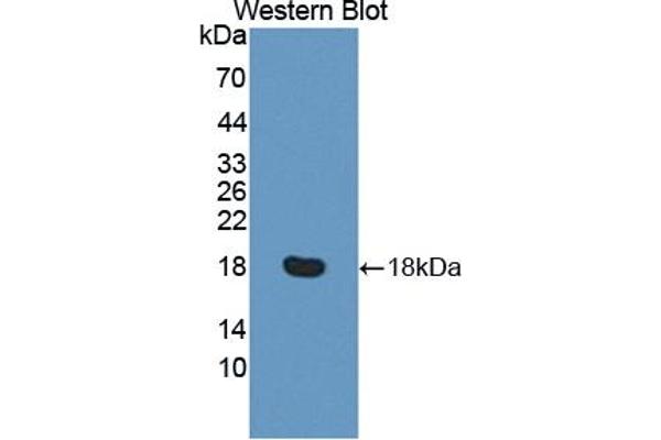 RGC32 antibody  (AA 1-137)