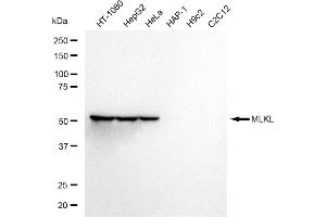 Western blotting analysis using MLKL antibody (ABIN7799478). (Rekombinanter MLKL Antikörper)