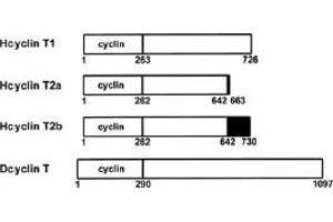 Diagram of human cyclins T1, T2a, and T2b and Drosophila cyclin T.