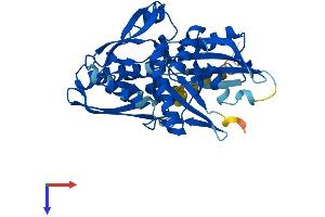 AlphaFold protein structure predicition of Human Recombinant HSPA7 Protein, UniprotID P48741 (HSPA7 Protein (AA 1-367) (His tag))