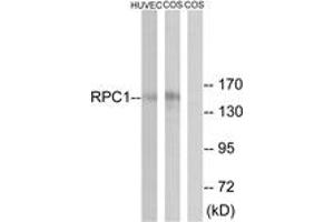 Western Blotting (WB) image for anti-Polymerase (RNA) III (DNA Directed) Polypeptide A, 155kDa (POLR3A) (AA 31-80) antibody (ABIN2890273) (POLR3A Antikörper  (AA 31-80))