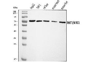 Western blot analysis of MIRO1/RHOT1 using anti-MIRO1/RHOT1 antibody (ABIN7602209).