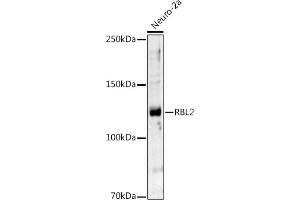 Western blot analysis of extracts of Neuro-2a cells, using RBL2 antibody (ABIN7269943) at 1:1000 dilution. (p130 Antikörper  (AA 100-200))