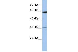 LOC642141 antibody used at 1 ug/ml to detect target protein. (LOC642141 Antikörper  (N-Term))