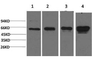 Western Blot analysis of 1) Hela, 2) 293T, 3) 3T3, 4) PC-12 cells using AMPK alpha1 Monoclonal Antibody at dilution of 1:2000. (PRKAA1 Antikörper)