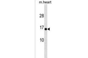 HIGD1C Antibody (C-term) (ABIN1537552 and ABIN2838282) western blot analysis in mouse heart tissue lysates (35 μg/lane).