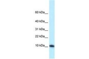 Image no. 1 for anti-Mediator Complex Subunit 21 (MED21) (AA 19-68) antibody (ABIN6747864)