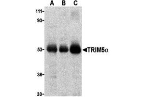 Western Blotting (WB) image for anti-Tripartite Motif Containing 5 (TRIM5) (C-Term) antibody (ABIN1030774) (TRIM5 Antikörper  (C-Term))