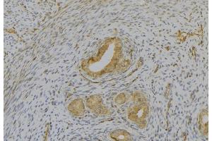 ABIN6277152 at 1/100 staining Human uterus tissue by IHC-P. (IL1A Antikörper  (N-Term))