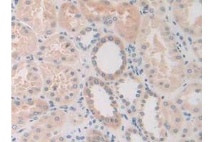 IHC-P analysis of Human Kidney Tissue, with DAB staining. (FDFT1 Antikörper  (AA 269-417))