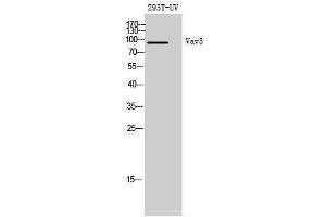 Western Blotting (WB) image for anti-Vav 3 Oncogene (VAV3) (Tyr542) antibody (ABIN3177912) (VAV3 Antikörper  (Tyr542))