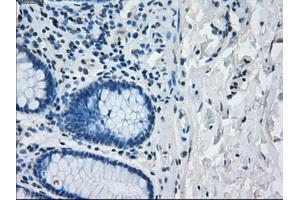 Image no. 1 for anti-Interferon Regulatory Factor 3 (IRF3) antibody (ABIN1498899) (IRF3 Antikörper)