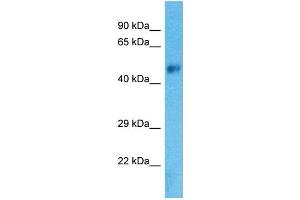 Western Blotting (WB) image for anti-Solute Carrier Family 38, Member 8 (SLC38A8) (C-Term) antibody (ABIN2791912)