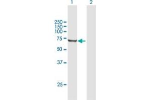 Western Blot analysis of RARS expression in transfected 293T cell line by RARS MaxPab polyclonal antibody. (RARS Antikörper  (AA 1-660))