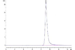 Size-exclusion chromatography-High Pressure Liquid Chromatography (SEC-HPLC) image for Anterior Gradient Homolog 2 (Xenopus Laevis) (AGR2) (AA 21-175) protein (His tag) (ABIN7273813)