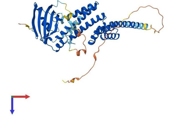 AIPL1 Protein (AA 1-384) (His tag)