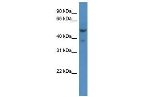 Hmx3 antibody used at 0. (HMX3 Antikörper  (Middle Region))