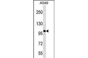Western Blotting (WB) image for anti-Zinc Finger CCCH-Type Containing 7A (ZC3H7A) (AA 563-589) antibody (ABIN1538498)