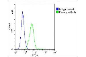 Overlay histogram showing C2C12 cells stained with (ABIN6242694 and ABIN6578668)(green line). (Vinculin Antikörper  (AA 903-937))