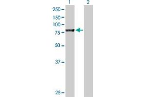 Western Blot analysis of NSF expression in transfected 293T cell line by NSF MaxPab polyclonal antibody. (NSF Antikörper  (AA 1-744))