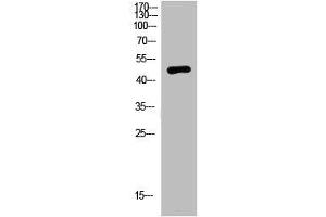 Western Blot analysis of mouse-brain cells using primary antibody diluted at 1:2000(4 °C overnight). (NMUR2 Antikörper  (AA 1-50))