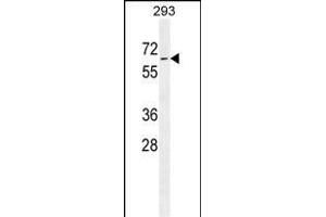 PLD5 Antibody (C-term) (ABIN655545 and ABIN2845054) western blot analysis in 293 cell line lysates (35 μg/lane). (PLD5 Antikörper  (C-Term))