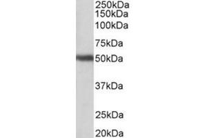 AP31783PU-N GPR83 antibody staining of Human Cerebellum lysate at 1 µg/ml (35 µg protein in RIPA buffer). (GPR83 Antikörper  (N-Term))