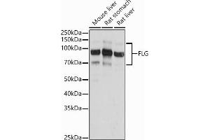 Western blot analysis of extracts of various cell lines, using FLG antibody (ABIN7267204) at 1:1000 dilution. (Filaggrin Antikörper)