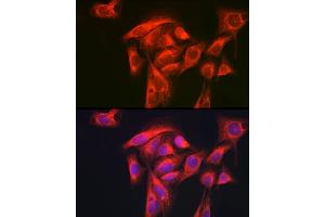 Immunofluorescence analysis of U-2 OS cells using GART Rabbit pAb (ABIN1679954, ABIN3018225, ABIN3018226 and ABIN6220407) at dilution of 1:200 (40x lens). (GART Antikörper  (AA 1-320))
