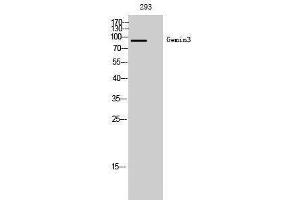 Western Blotting (WB) image for anti-DEAD (Asp-Glu-Ala-Asp) Box Polypeptide 20 (DDX20) (Internal Region) antibody (ABIN3175258) (DDX20 Antikörper  (Internal Region))