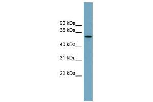 WB Suggested Anti-MNS1 Antibody Titration: 0. (MNS1 Antikörper  (Middle Region))