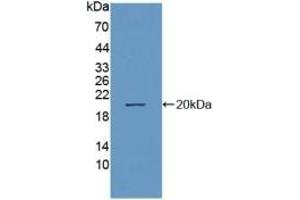 Western Blotting (WB) image for anti-Membrane Metallo-Endopeptidase (MME) (AA 382-538) antibody (ABIN7434053)