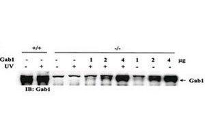 Rescue of the JNK pathway by expression of wild-type Gab1 in Gab1-/- cells. (GAB1 Antikörper)