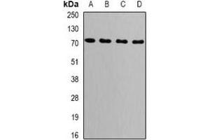 Western blot analysis of GRP75 expression in MCF7 (A), NIH3T3 (B), COS7 (C), mouse brain (D) whole cell lysates. (HSPA9 Antikörper)