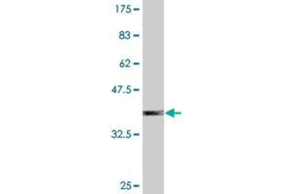 SUGT1 antibody  (AA 151-260)