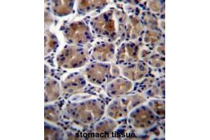 ATP1B3 Antibody (C-term) immunohistochemistry analysis in formalin fixed and paraffin embedded human stomach tissue followed by peroxidase conjugation of the secondary antibody and DAB staining. (ATP1B3 Antikörper  (C-Term))