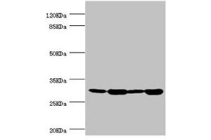 Western blot All lanes: BCAP29 antibody at 2. (BCAP29 Antikörper  (AA 125-241))