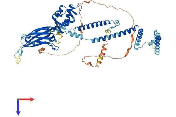 SMARCD1 Protein (AA 1-515) (His tag)