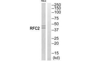 Western blot analysis of extracts from HeLa cells, using RFC2 antibody. (RFC2 Antikörper)