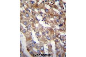 BEND7 Antibody (C-term) immunohistochemistry analysis in formalin fixed and paraffin embedded human liver tissue followed by peroxidase conjugation of the secondary antibody and DAB staining. (BEND7 Antikörper  (C-Term))